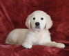 AKC Registered English Cream Golden Retriever For Sale Fredericksburg, OH Female - Brooke -Genetic Tested