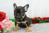 AKC Registered French Bulldog For Sale Wooster, OH Female- Brooklyn