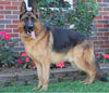 AKC Registered German Shepherd For Sale Millersburg, OH Male- Chief