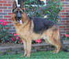 AKC Registered German Shepherd For Sale Millersburg, OH Male - Diamond