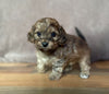 Shih-Poo Puppy For Sale Hartville, OH Male- Bruno