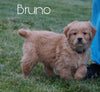 AKC Registered Golden Retriever For Sale Fredericksburg, OH Male- Bruno