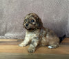 Shih-Poo Puppy For Sale Hartville, OH Male- Bruno