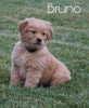 AKC Registered Golden Retriever For Sale Fredericksburg, OH Male- Bruno