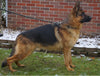 German Shepherd For Sale Millersburg, OH Female- Carrie