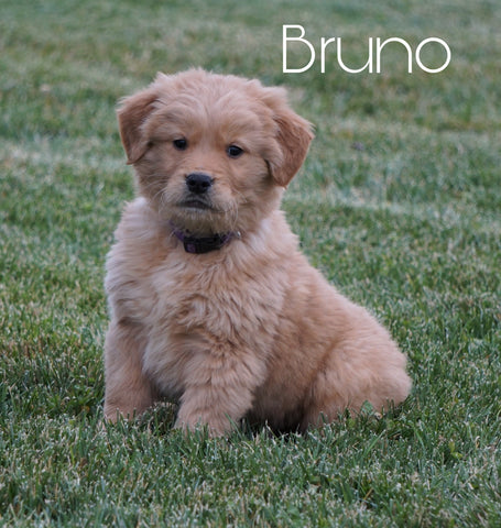 AKC Registered Golden Retriever For Sale Fredericksburg, OH Male- Bruno