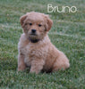 AKC Registered Golden Retriever For Sale Fredericksburg, OH Male- Bruno