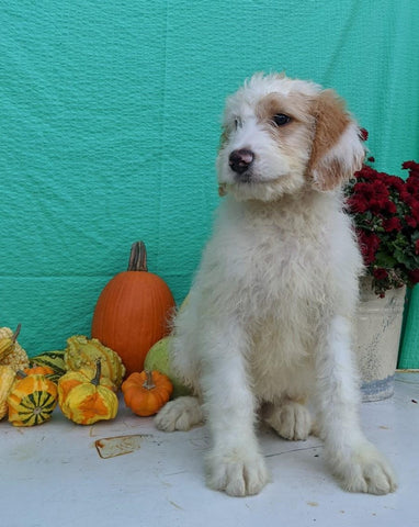 Mini Bernedoodle For Sale Sugarcreek, OH Male- Bruno