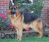 AKC Registered German Shepherd For Sale Millersburg, OH Male- Diesel