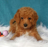 Mini Labradoodle For Sale Millersburg, OH Male- Bubba