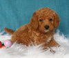 Mini Labradoodle For Sale Millersburg, OH Male- Bubba
