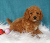Mini Labradoodle For Sale Millersburg, OH Male- Bubba