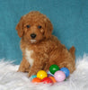 Mini Labradoodle For Sale Millersburg, OH Male- Bubba