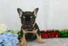 AKC Registered French Bulldog For Sale Wooster, OH Male- Bubba
