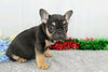 AKC Registered French Bulldog For Sale Wooster, OH Male- Bubba