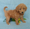 F1B Mini Labradoodle For Sale Millersburg, OH Female- Bubbles