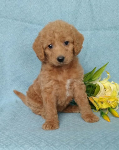 F1B Mini Labradoodle For Sale Millersburg, OH Female- Bubbles