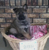 AKC Registered German Shepherd For Sale Millersburg, OH Male- Bud