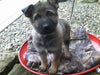 AKC Registered German Shepherd For Sale Millersburg, OH Male- Bud