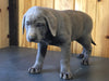 AKC Registered Silver Labrador Retriever For Sale Fredericksburg, OH Male- Buddy