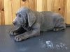 AKC Registered Silver Labrador Retriever For Sale Fredericksburg, OH Male- Buddy