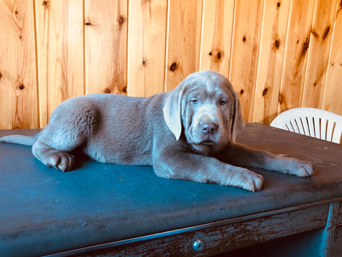 AKC Registered Silver Labrador Retriever For Sale Fredericksburg, OH Male- Buddy