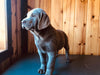 AKC Registered Silver Labrador Retriever For Sale Fredericksburg, OH Male- Buddy