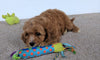 Cavapoo For Sale Millersburg, OH Male- Buddy