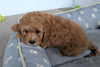 Cavapoo For Sale Millersburg, OH Male- Buddy