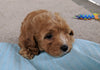 Cavapoo For Sale Millersburg, OH Male- Buddy