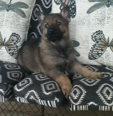 AKC Registered German Shepherd For Sale Millersburg, OH Male- Bullet