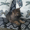 AKC Registered German Shepherd For Sale Millersburg, OH Male- Bullet