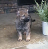 AKC Registered German Shepherd For Sale Millersburg, OH Male- Bullet