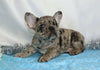 AKC Registered French Bulldog For Sale Wooster, OH Male- Buster