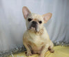 AKC Registered French Bulldog For Sale Wooster, OH Female- Kate