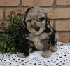 Cockapoo For Sale Millersburg, OH Female- Butterfly