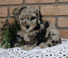 Cockapoo For Sale Millersburg, OH Female- Butterfly