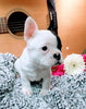 French Bulldog For Sale Fredericksburg, OH Male- Button