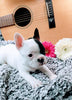 French Bulldog For Sale Fredericksburg, OH Male- Button