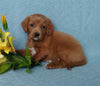 F1B Mini Labradoodle For Sale Millersburg, OH Female- Buttons