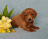 F1B Mini Labradoodle For Sale Millersburg, OH Female- Buttons