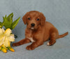 F1B Mini Labradoodle For Sale Millersburg, OH Female- Buttons