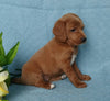 F1B Mini Labradoodle For Sale Millersburg, OH Female- Buttons