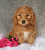 Mini Labradoodle For Sale Millersburg, OH Female- Buttons