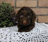 Cockapoo For Sale Millersburg, OH Female- Buttons