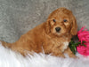 Mini Labradoodle For Sale Millersburg, OH Female- Buttons