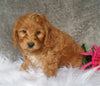 Mini Labradoodle For Sale Millersburg, OH Female- Buttons