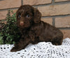 Cockapoo For Sale Millersburg, OH Female- Buttons