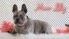 AKC Registered French Bulldog For Sale Fredricksburg, OH Female-Star