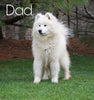 Samoyed For Sale Fredericksburg, OH Female- Lilly